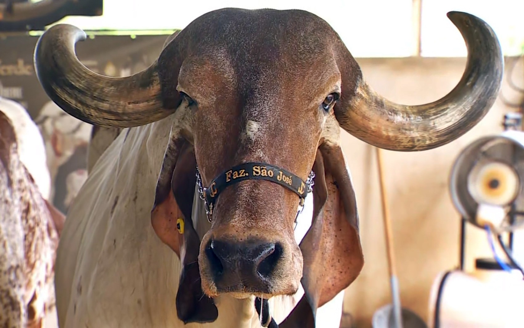 Ambiente climatizado, alimentação balanceada e banho 3 vezes ao dia: conheça os 'mimos' da vaca recordista de produção de leite em MG