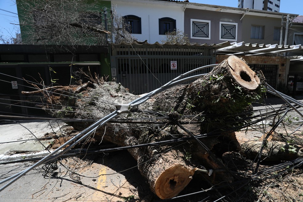 Árvore caída em meio a fios após tempestade que atingiu São Paulo — Foto: RENATO S. CERQUEIRA/FUTURA PRESS/ESTADÃO CONTEÚDO