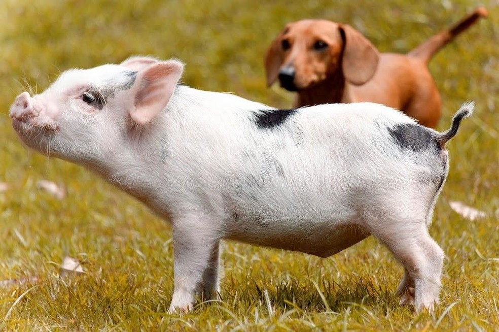 Uso de filtro solar e xampu hidratante faz parte da rotina de cuidado dos miniporcos — Foto: Juliana Toledo/ Arquivo Pessoal