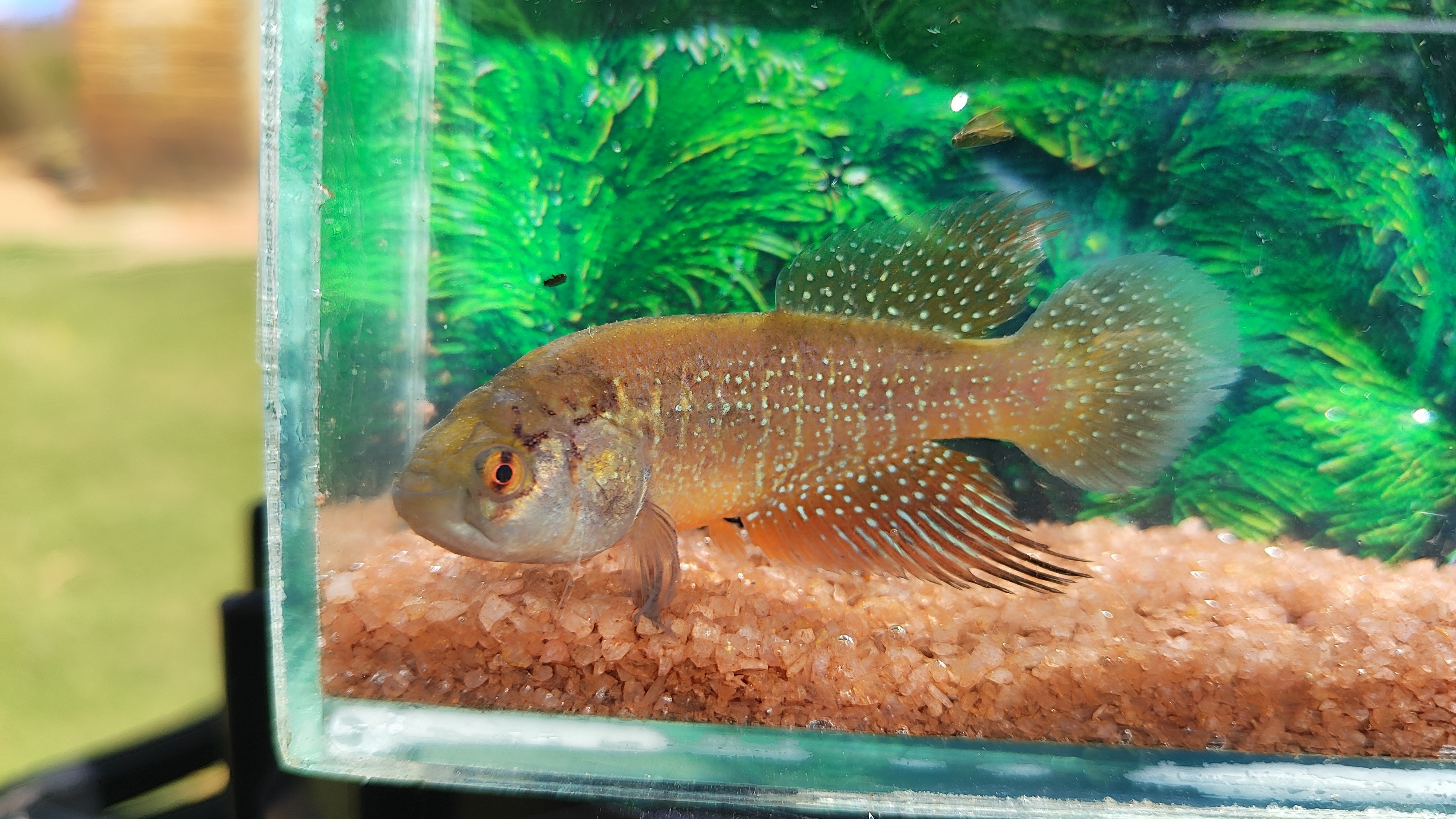 Nova espécie de peixe das nuvens é descoberta na Caatinga e mobiliza moradores para evitar extinção