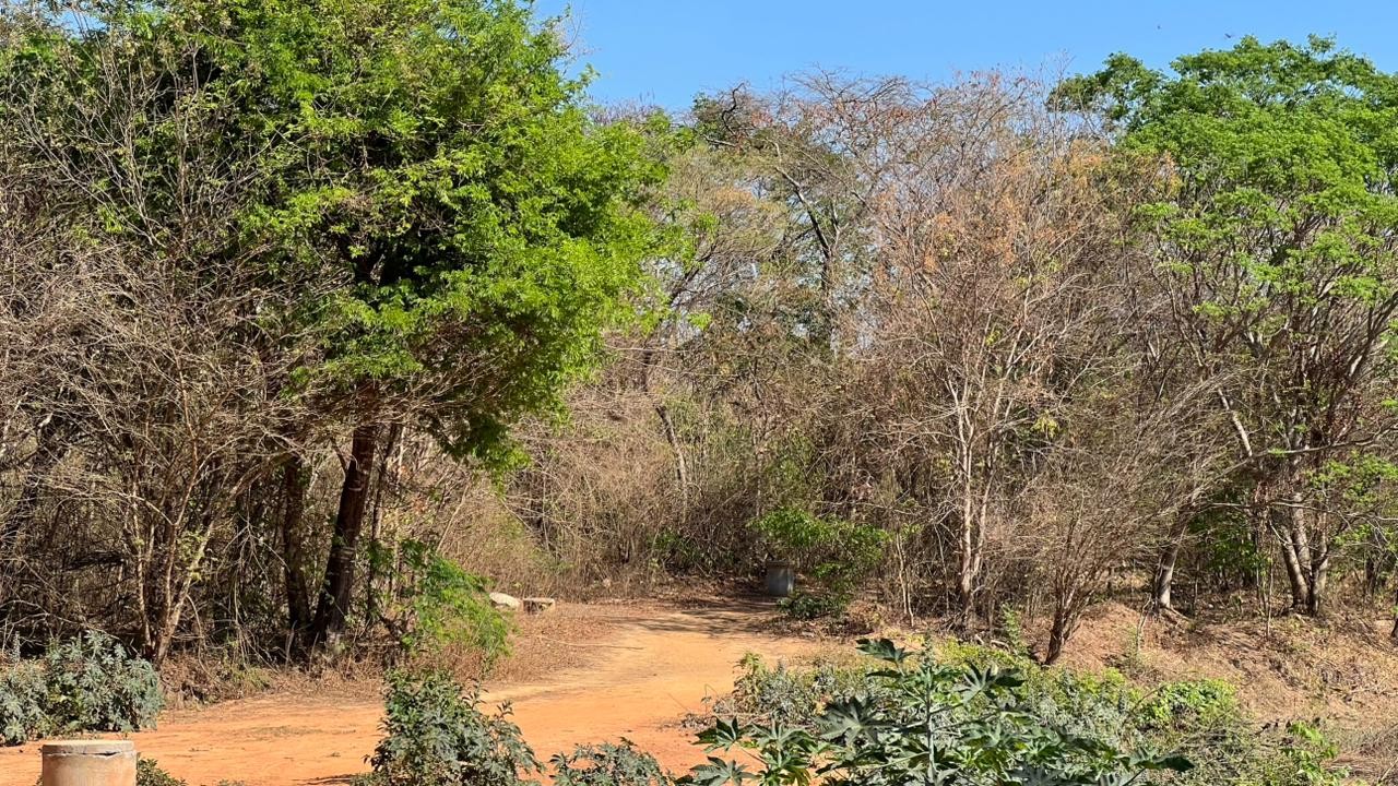 Polícia encontra dois corpos em chamas em área de mata após moradores ouvirem gritos de socorro