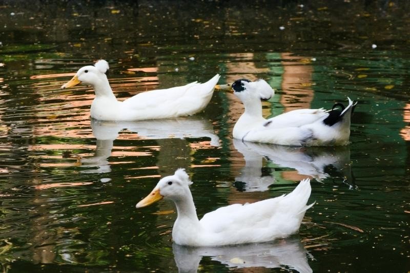 Marrecos de coque? Aves com mutação são novas moradoras do Bosque dos Jequitibás, em Campinas 