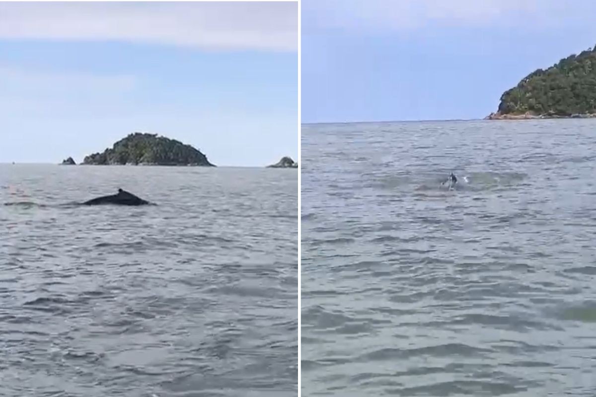 Marinheiro filma baleia-jubarte durante passeio de barco no litoral de SP: 'Grande surpresa'; VÍDEO