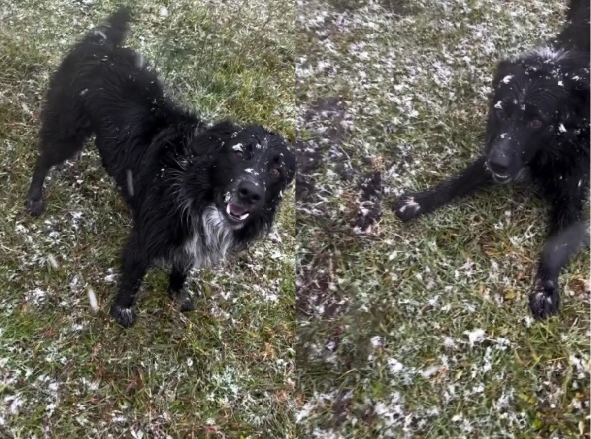Cão fica 'eufórico' ao presenciar neve pela 1ª vez em SC e reação viraliza: 'Contagiou nós todos'; VÍDEO
