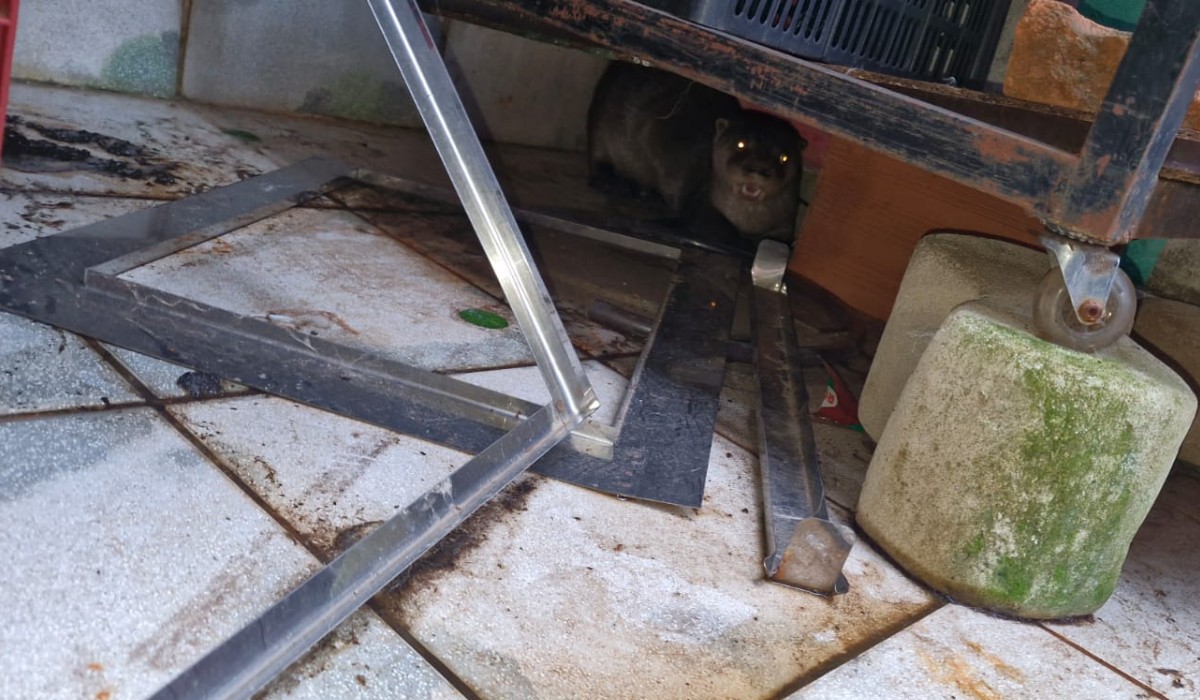 VÍDEO: lontra é encontrada embaixo de churrasqueira e resgatada de casa em Nova Odessa