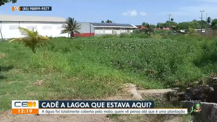 Lagoa está coberta pelo mato no Barroso 