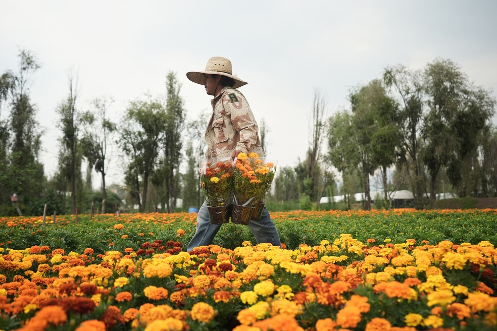 Agricultor Jesus Cuaxospa trabalha em sua fazenda onde cultiva flores de cempasúchil em San Luis Tlaxialtemalco. — Foto: AP/Claudia Rosel