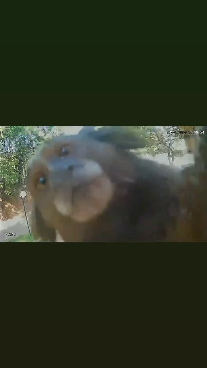 Morador suspeita de roubo, checa câmera de segurança e descobre visita inusitada no interior de SP; vídeo