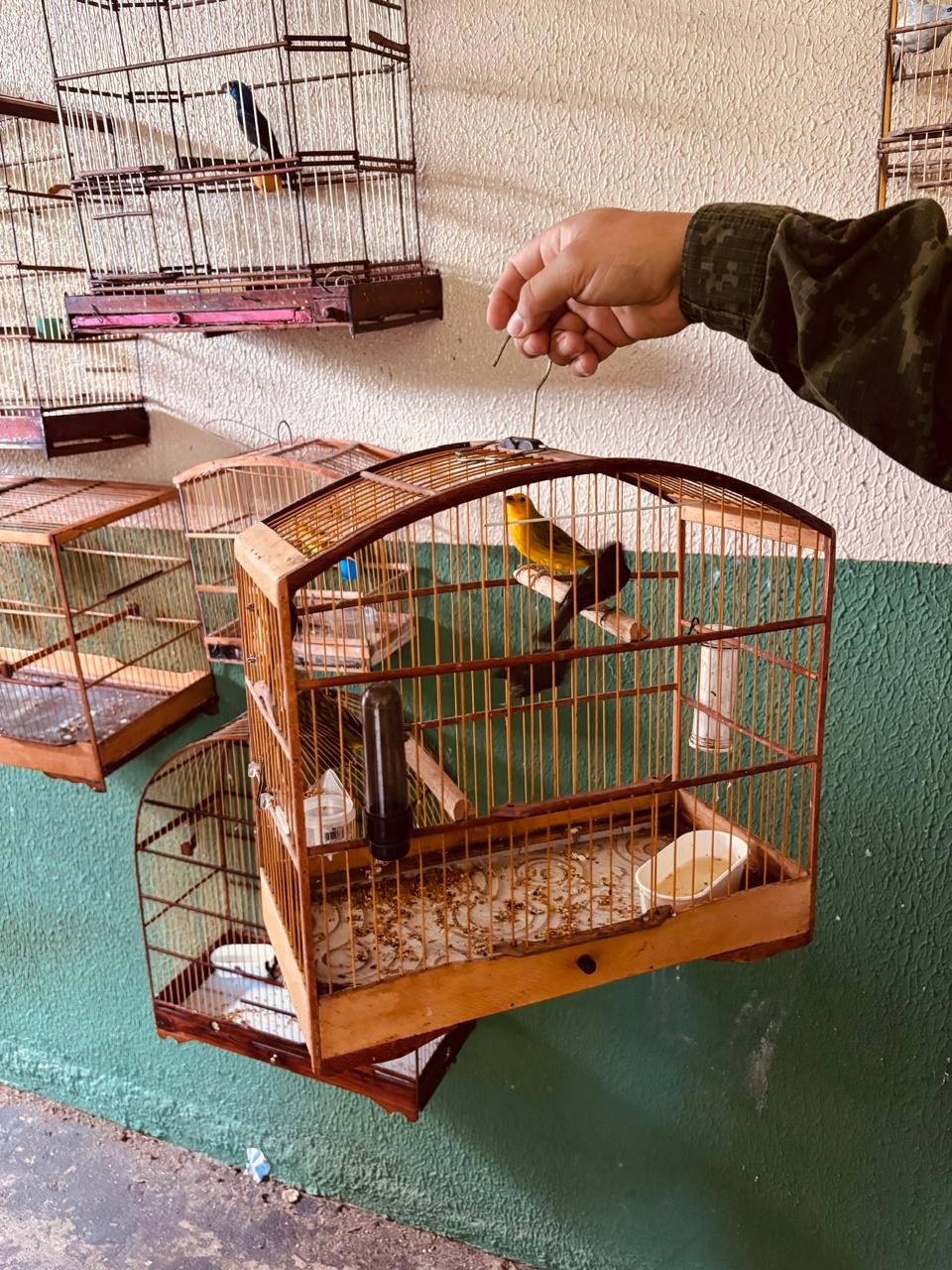 Operação Ambiental fecha abatedouro clandestino, resgata 60 aves silvestres e prende homem com arma em AL