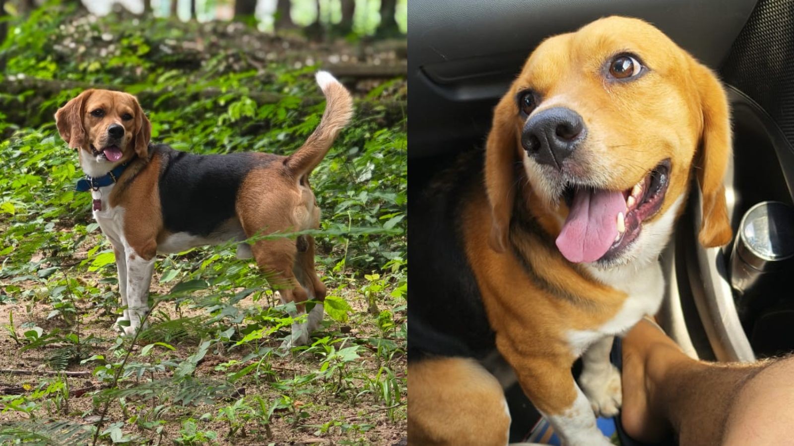 Cachorro desaparece em Teresina e  tutor faz apelo: 'Esperança de encontrá-lo'