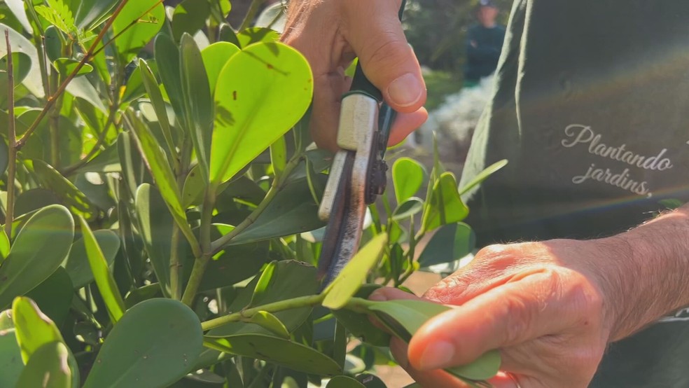 Clube de jardinagem do Jardim Botânico de Sorocaba oferece aulas gratuitas de poda e cultivo — Foto: Reprodução / TV TEM