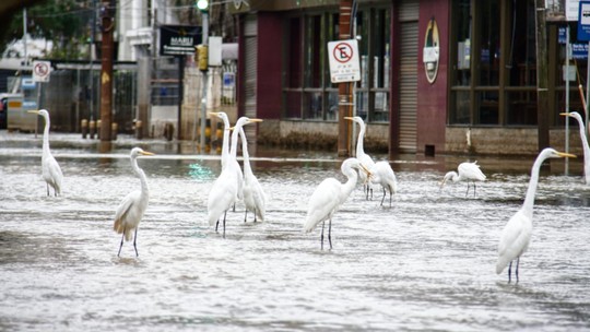 Garças aparecem em avenida em meio à enchente - Foto: (Joel De Conto)