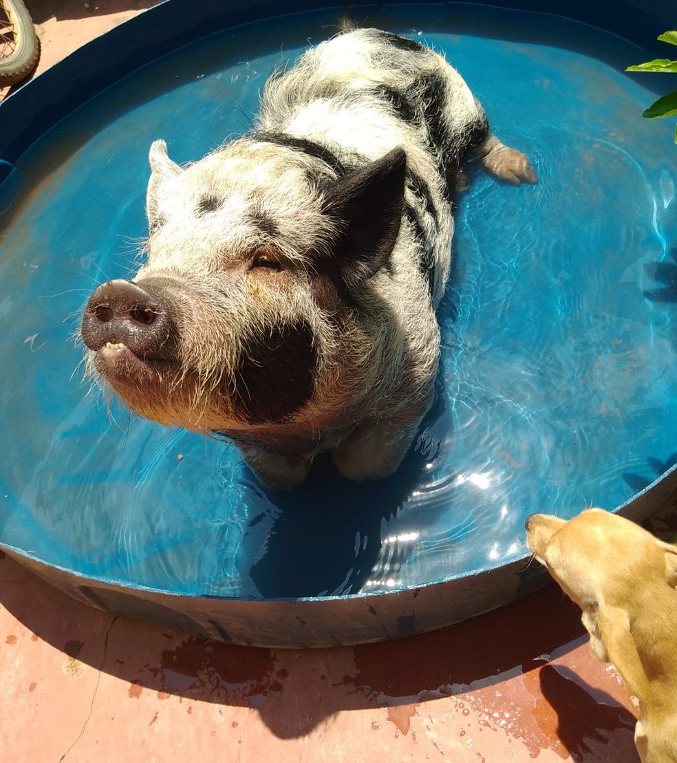 Melzinha se refresca na piscina feita de recortes de caixa d'água — Foto: Hugna Gomes