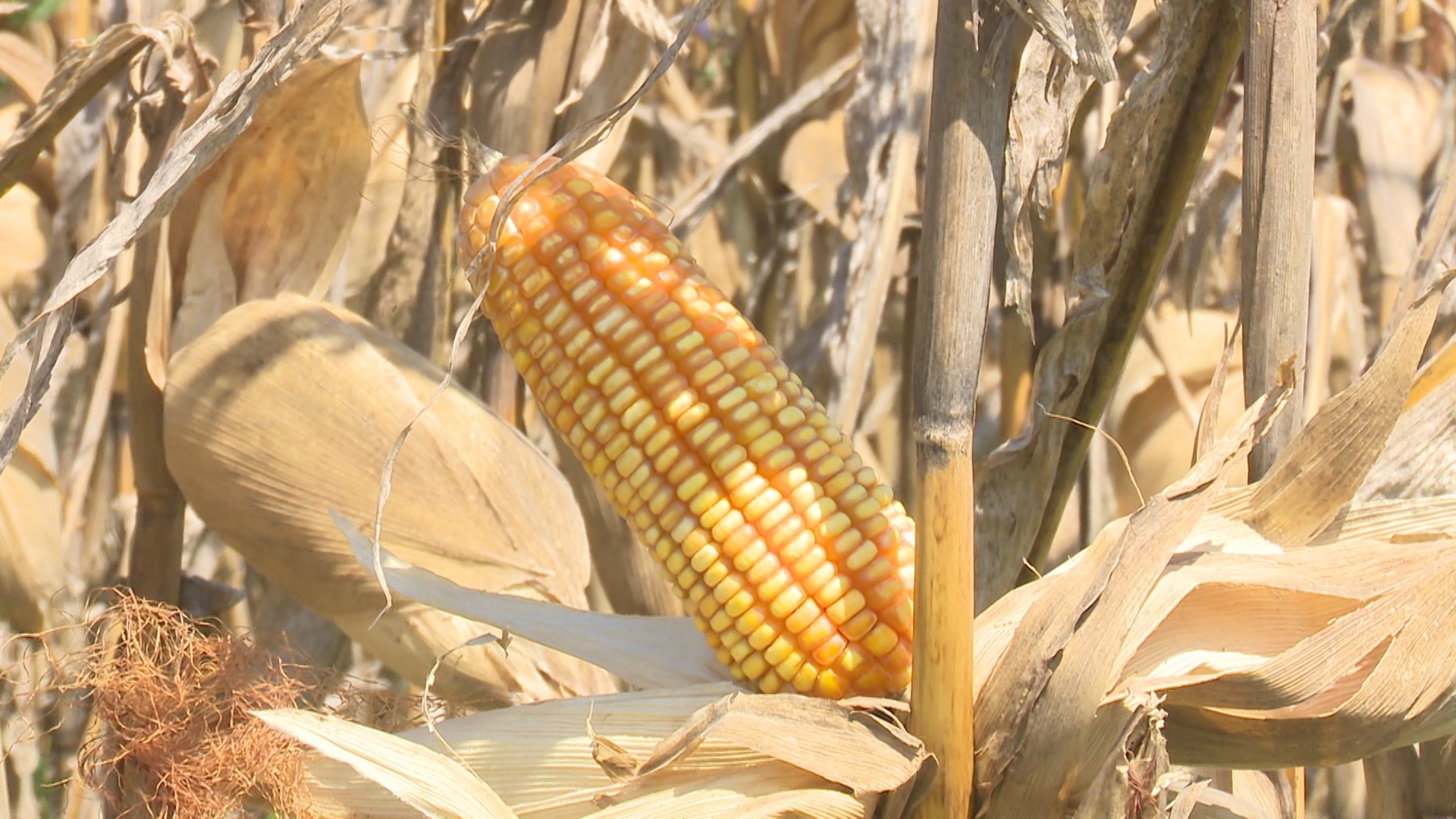 Agricultores comemoram resultados na colheita de milho: 'Uma das melhores safras'