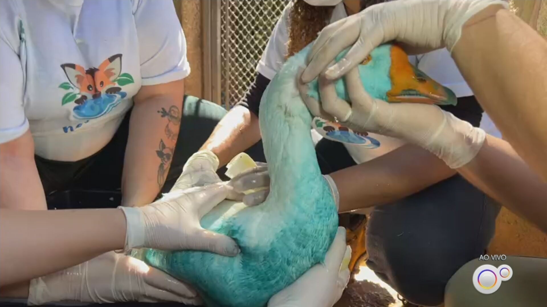 Equipes de ONG se mobilizam para limpar patos e gansos que ficaram azuis após derramamento de corante em córrego