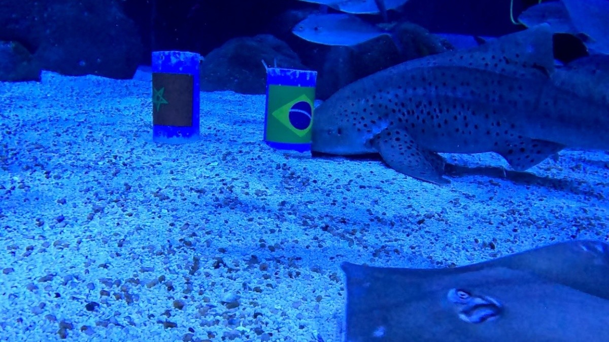 Tubarão do AquaRio 'prevê' vitória do Brasil na estreia contra Marrocos