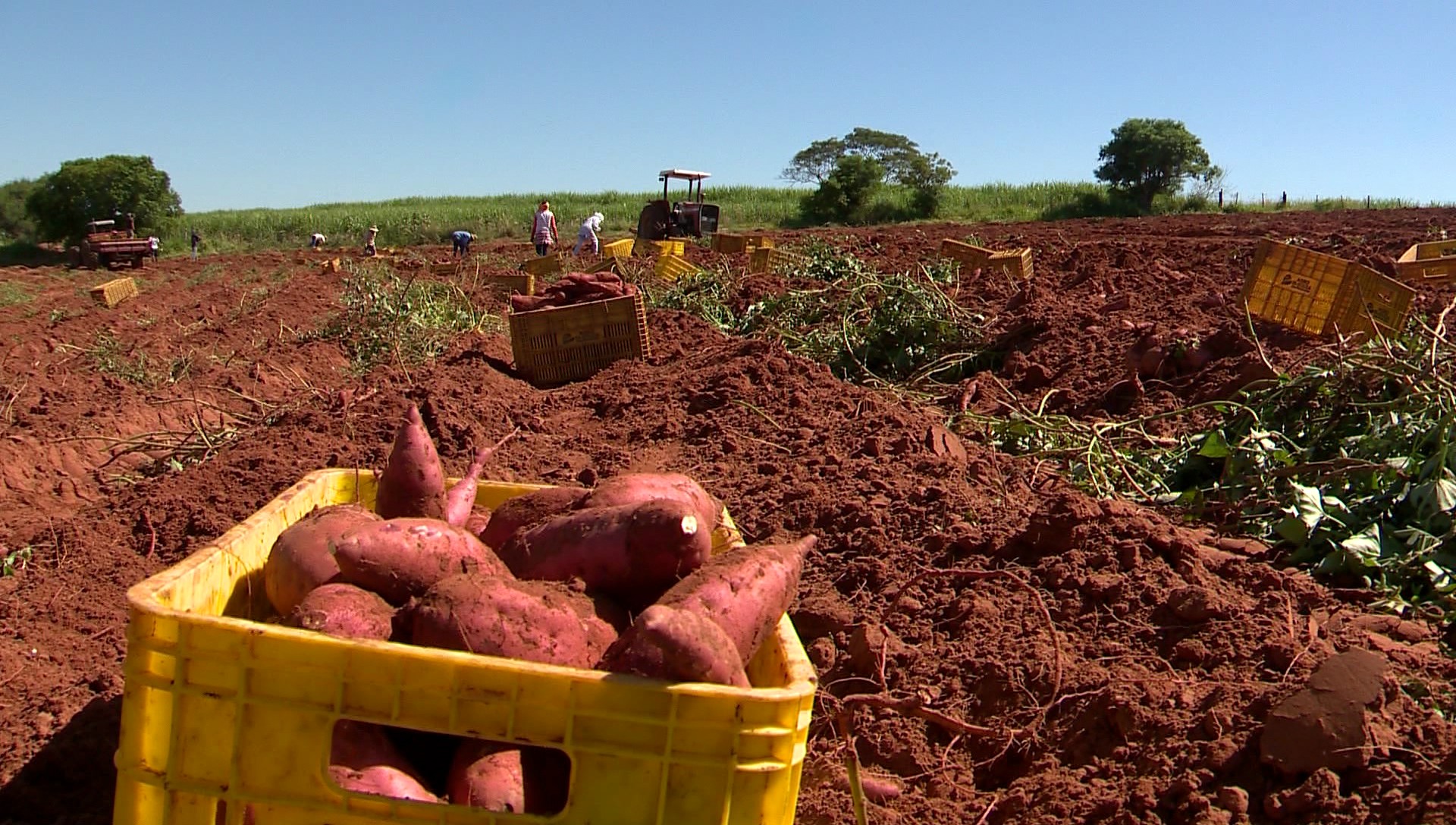 No 2º maior polo de produção de batata-doce no Brasil, Batatec apresenta variedade gastronômica e novidades tecnológicas