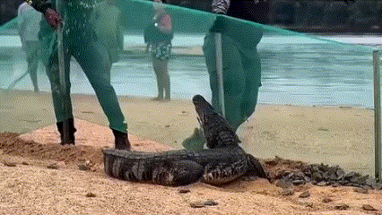 Jacaré invade área de preservação de tartarugas e ataca agentes de proteção em RO