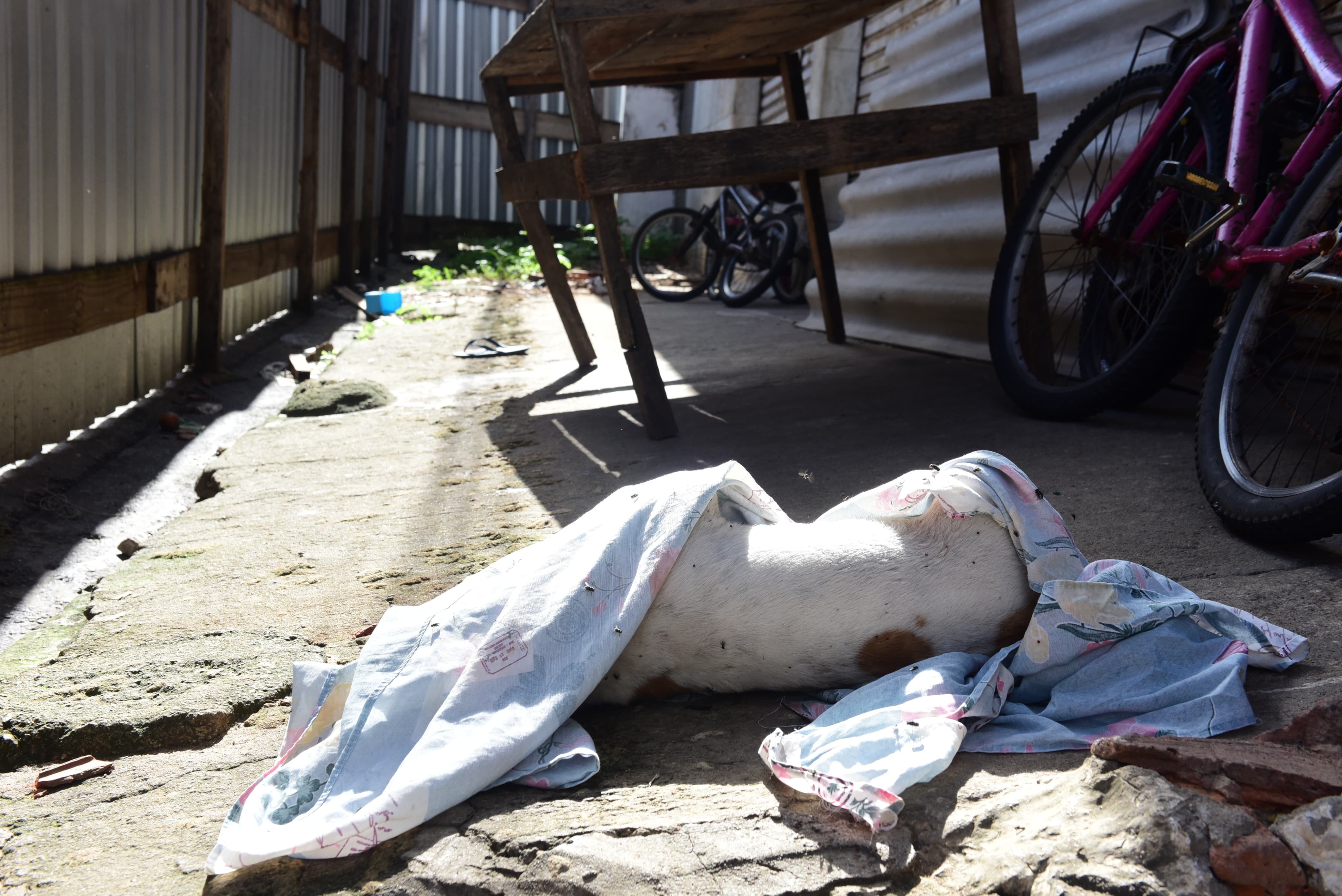 Polícia é acionada para apurar maus-tratos a animais e encontra família em situação análoga à escravidão em Vitória