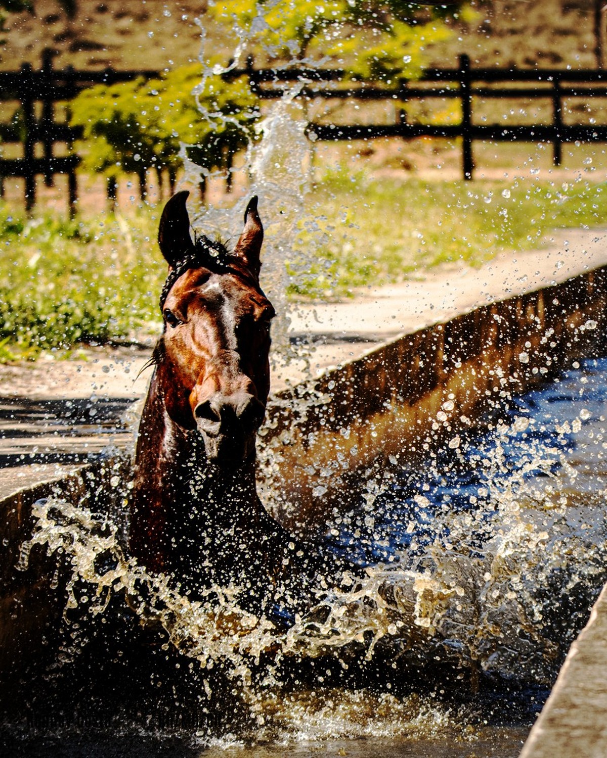 Entenda como o cavalo se movimenta – Adestramento Brasil