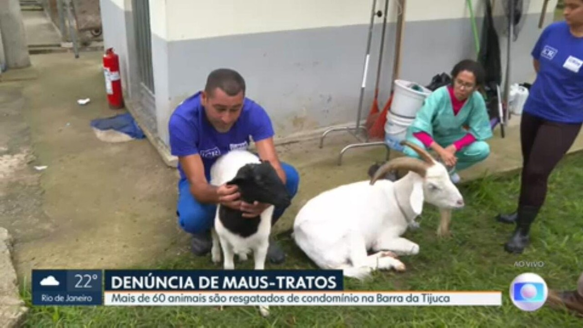 Casos De Maus-Tratos A Animais Domésticos No Rj Sobem 42%, Diz  - G1