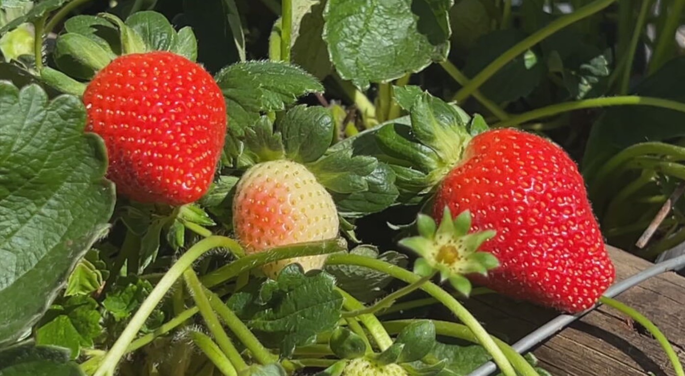 Morango atrai produtores por ser resistente, graúdo e doce