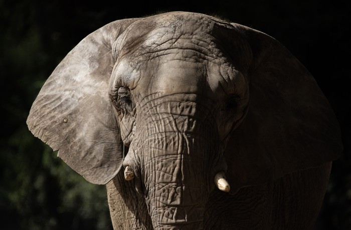 Pupy passou a maior parte de sua vida no Templo Hindu dos Elefantes, localizado no Ecoparque de Buenos Aires. — Foto: SEB