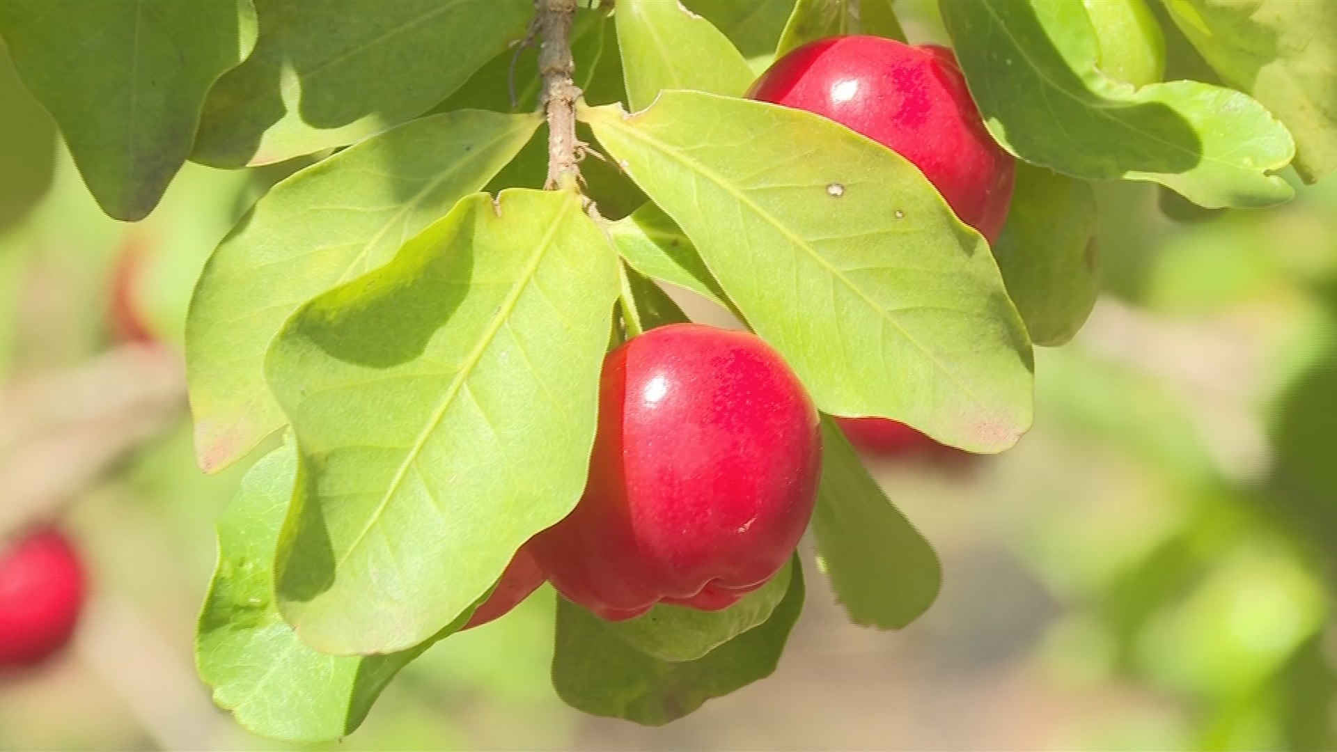Acerola está em época de colheita