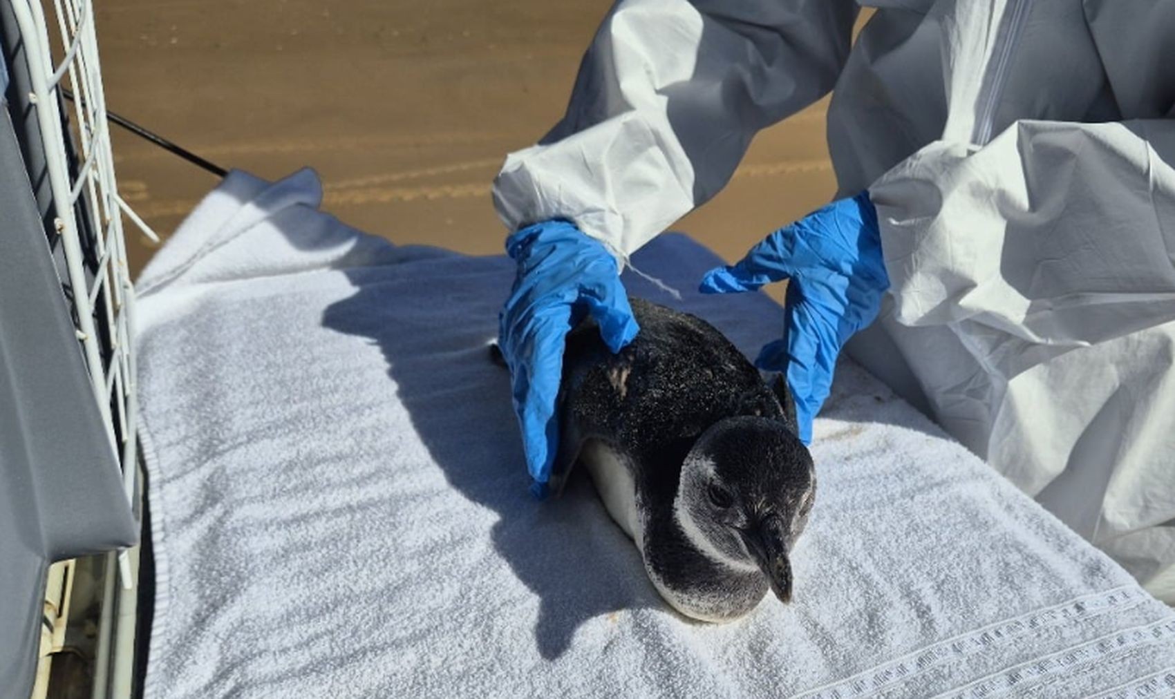 Pinguim morre após ser resgatado no litoral de Sergipe