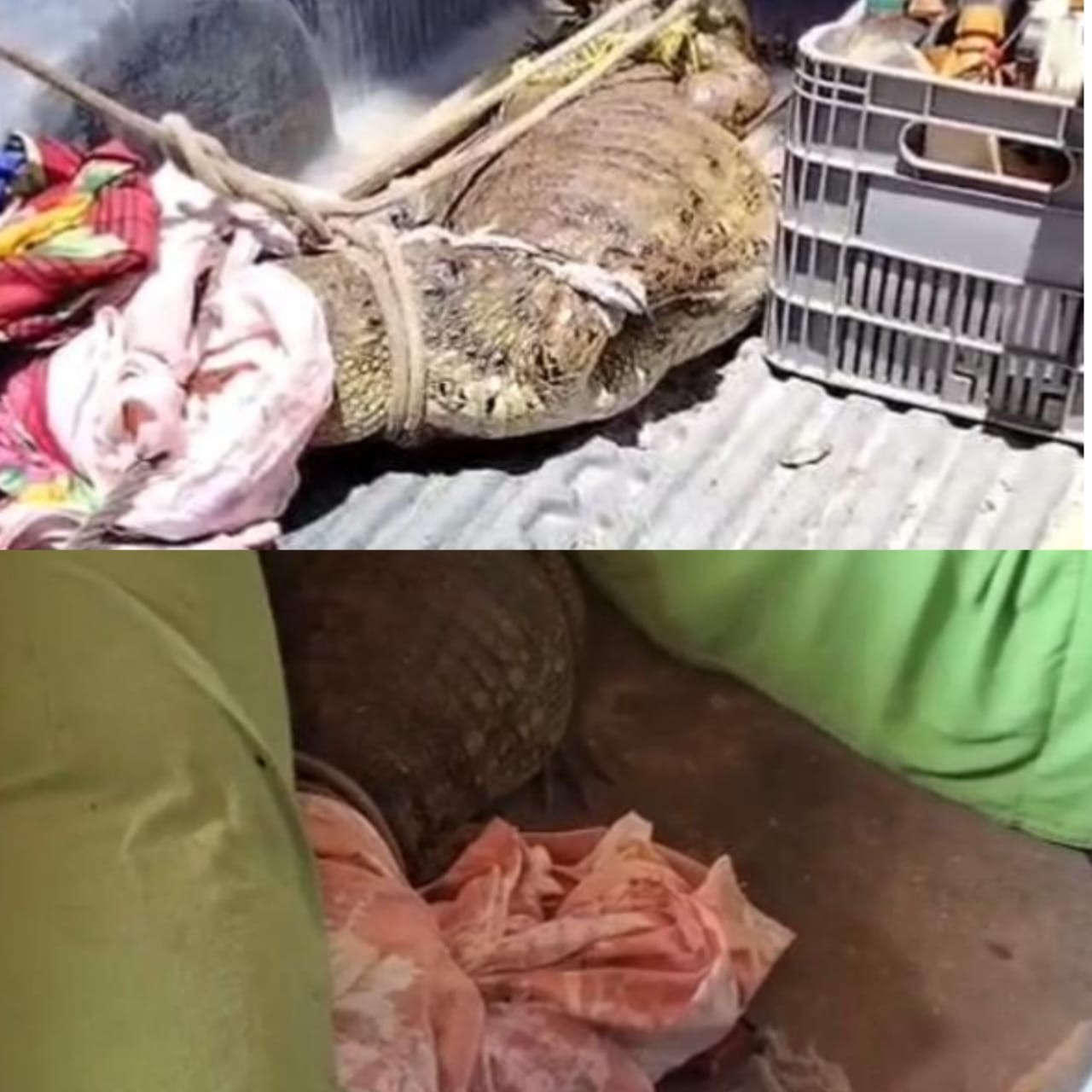 Jacaré de grande porte invade residência em Maceió e é resgatado após causar pânico