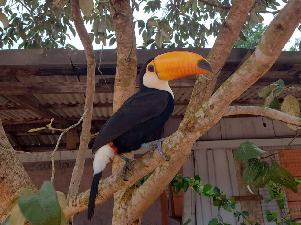 Tucano visita escola na zona rural de Araguaína, no Tocantins — Foto: Arquivo Pessoal