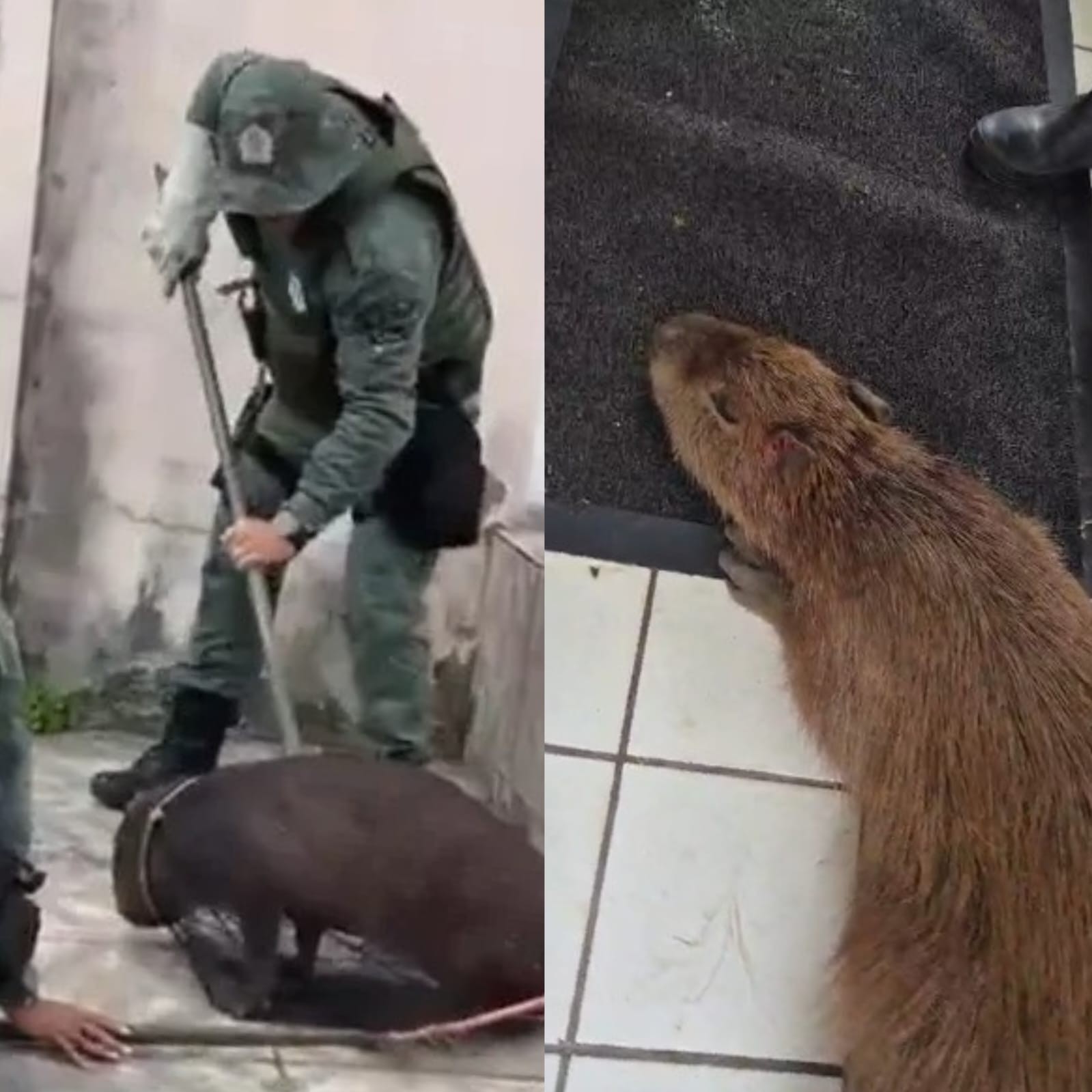 Capivara ferida após ataque de cães é resgatada em Maceió; VÍDEO