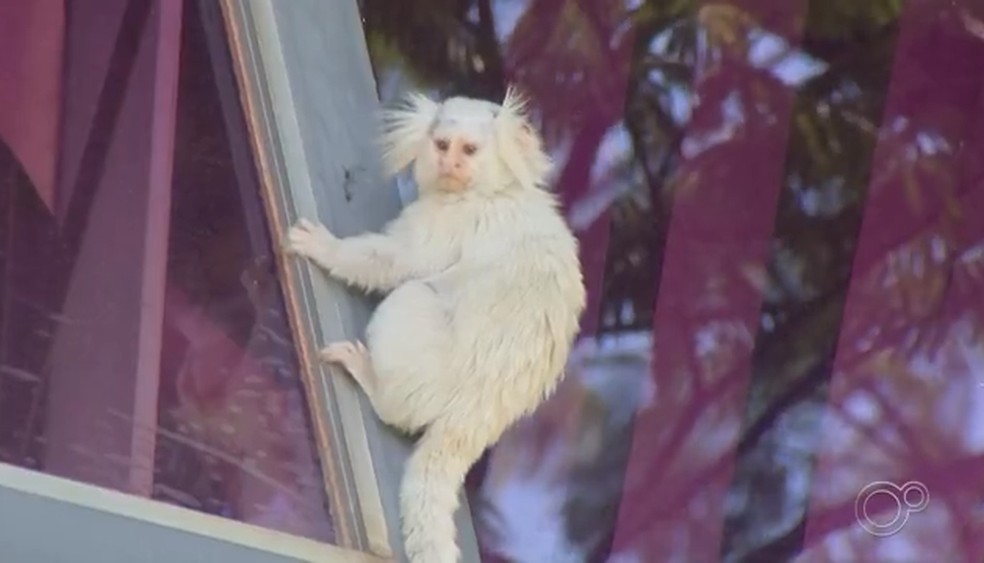Sagui albino encontrado nos jardins da prefeitura chama atenção de  moradores em Jundiaí, Sorocaba e Jundiaí