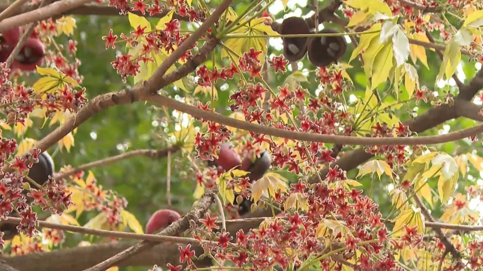 chichá-fedorento: árvore fedorenta com cheiro descrito como esgoto, ovo podre e fezes espanta moradores de cidade no Espírito Santo — Foto: Reprodução/TV Gazeta