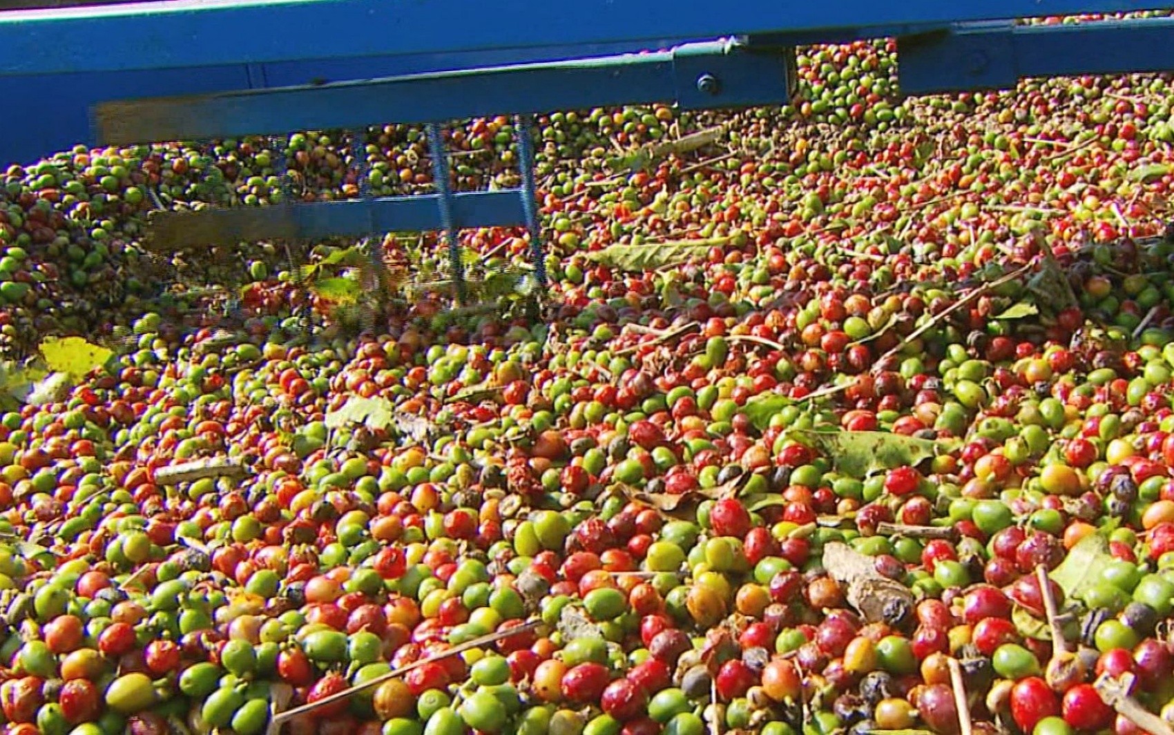 Colheita de café no Sul de MG tem grãos menores devido ao clima; preço da saca pode ser impactado