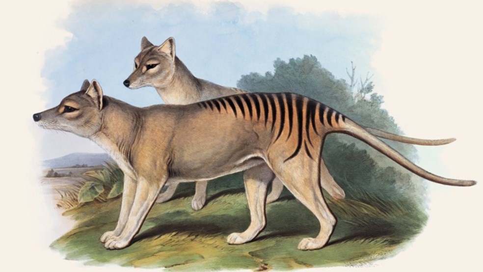 O tigre-da-tasmânia foi o maior marsupial carnívoro do mundo  — Foto: John Gould