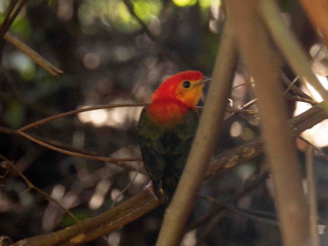 Observadora registra possível híbrido de soldadinho e uirapuru-laranja em Corumbá, MS