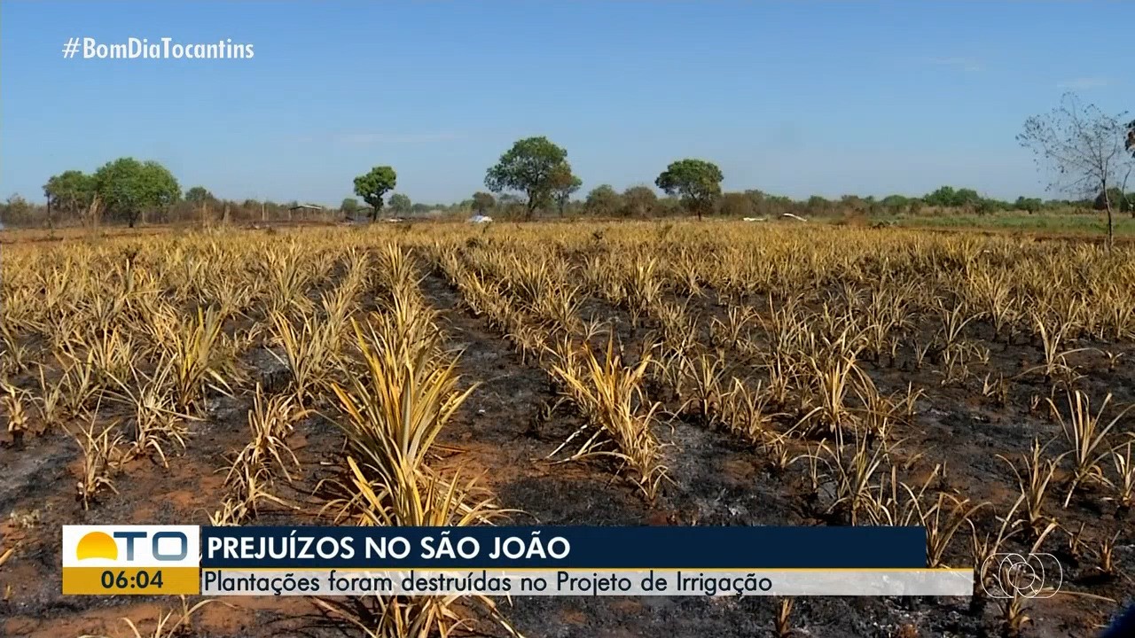 VÍDEOS: Bom Dia Tocantins de sexta-feira, 1º de agosto de 2025
