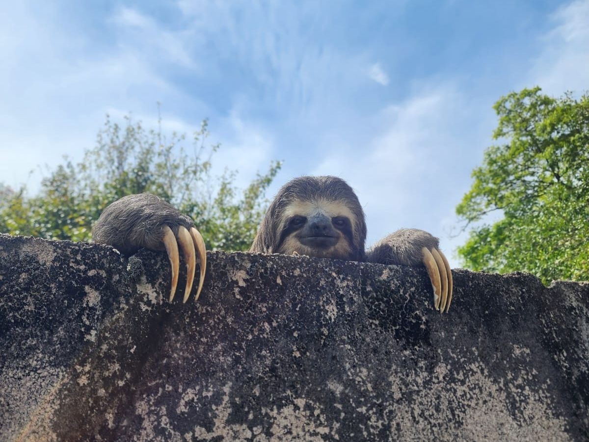 Bicho-preguiça é resgatado ao tentar atravessar via em Louveira