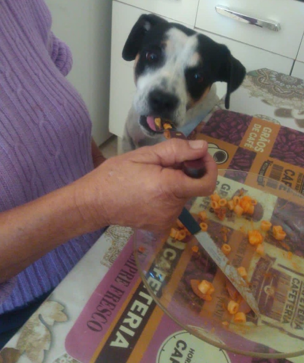 Rapaz confessa ter arrastado com o carro cachorro da vizinha até a morte após animal ‘ter avançado no filho’, em Presidente Venceslau (SP) — Foto: Acervo pessoal