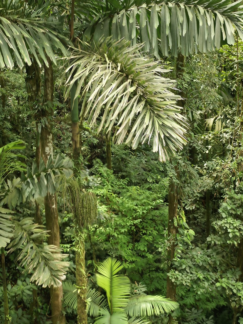 Palmeira Socratea exorrhiza, conhecida como “palmeira que anda”, em floresta tropical próxima ao Vulcão Arenal, na Costa Rica. — Foto: Wikimedia/Domínio Público