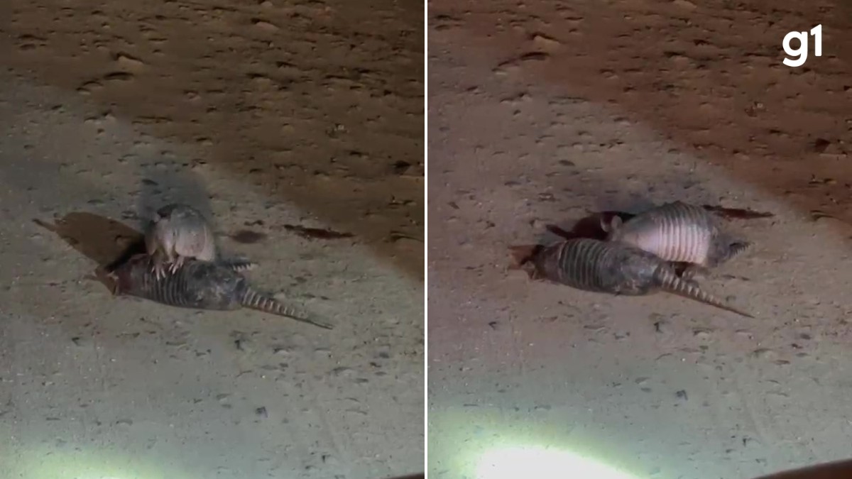 VÍDEO: Tatu tenta ajudar 'amigo' que morreu atropelado em estrada e cena comove agentes do RS