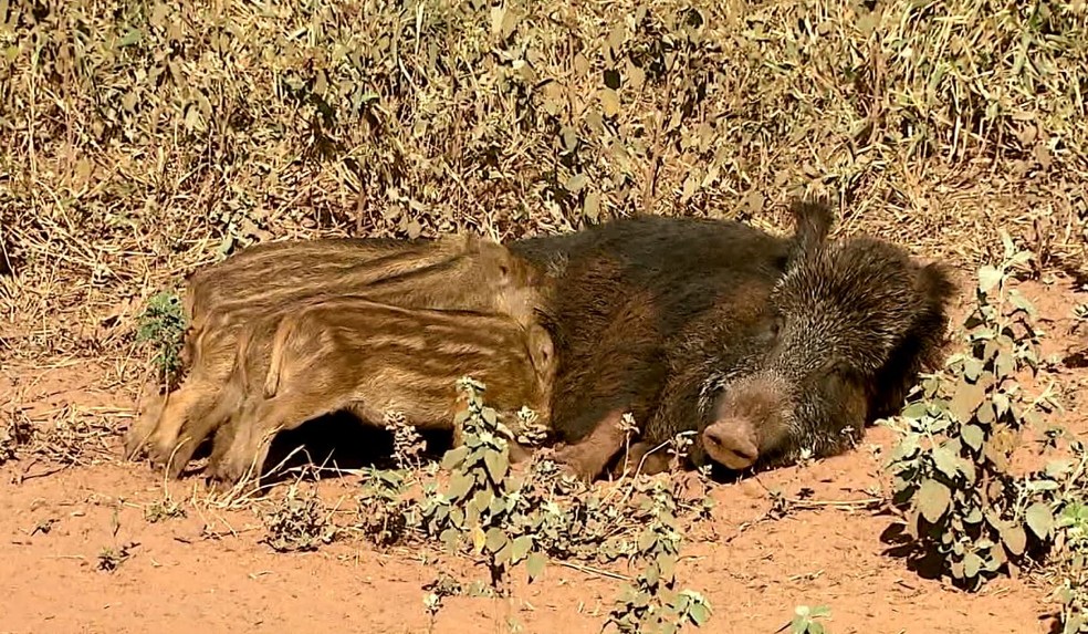 Javaporco e seus filhotes. — Foto: Terra da Gente