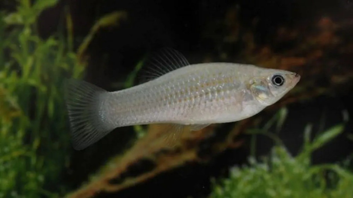 Lagartos assexuados, nascimentos 'virgens' e clones: as espécies do reino animal que só tem fêmeas