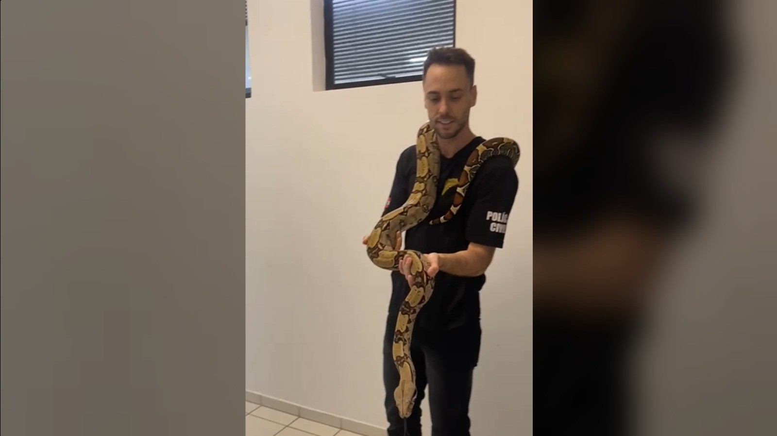 Jiboia de 2,5 metros mantida como pet de forma irregular é resgatada em SC; VÍDEO