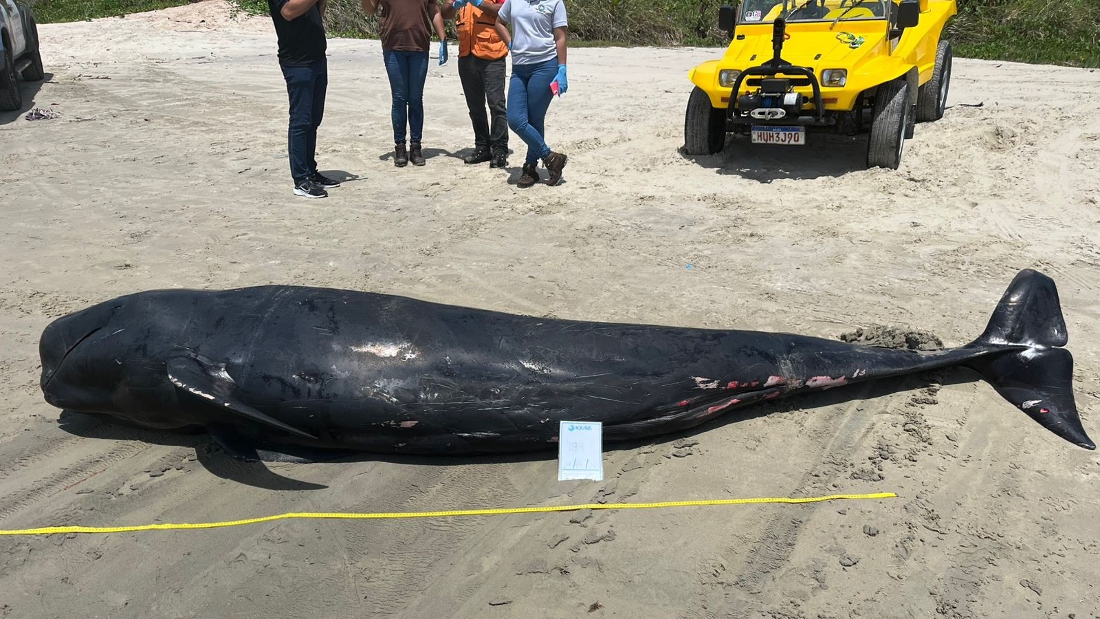 Baleia-piloto é encontrada morta em praia no litoral do Ceará