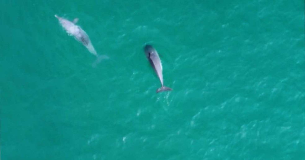 Golfinhos conhecidos como botos-cinza são vistos em Fortaleza — Foto: Sérgio Veras