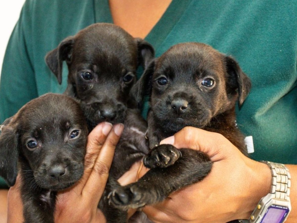 São Vicente resgata mais de 300 animais vítimas de maus-tratos em menos de um ano
