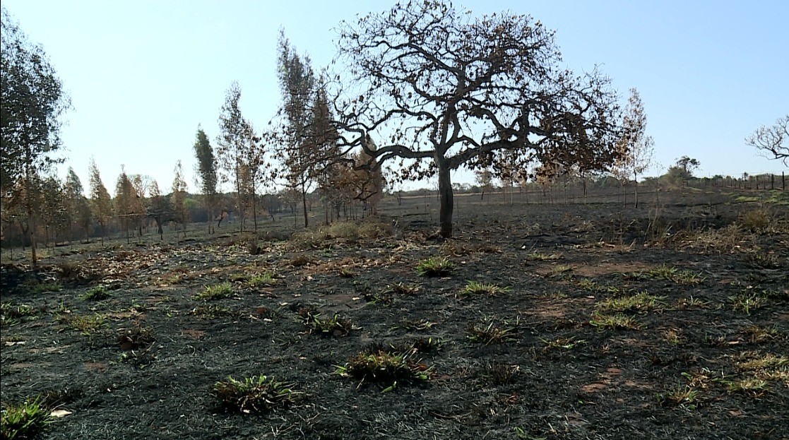 Pesquisas de agropecuária, emissão de carbono e alimentos são atingidas por incêndios em empresa de desenvolvimento agrícola em MG