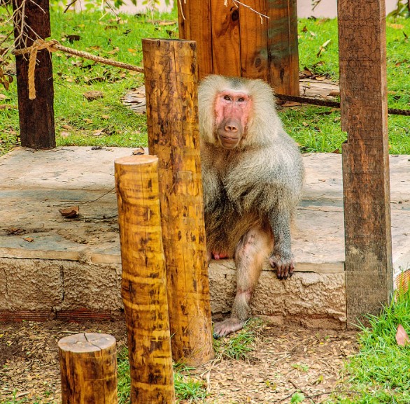 Com mais de 30 anos, babuíno resgatado de circo morre no Bioparque Zoobotânico de Teresina